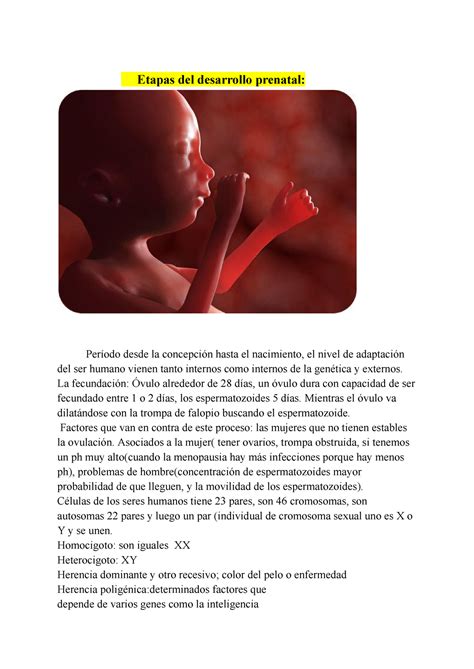 Evo Tema Apuntes Etapas Del Desarrollo Prenatal Per Odo Desde La