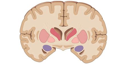 Basal Nuclei Diagram | Quizlet