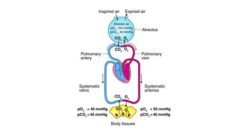 What Is The Partial Pressure Of Oxygen In The Alveoli Of Lungs