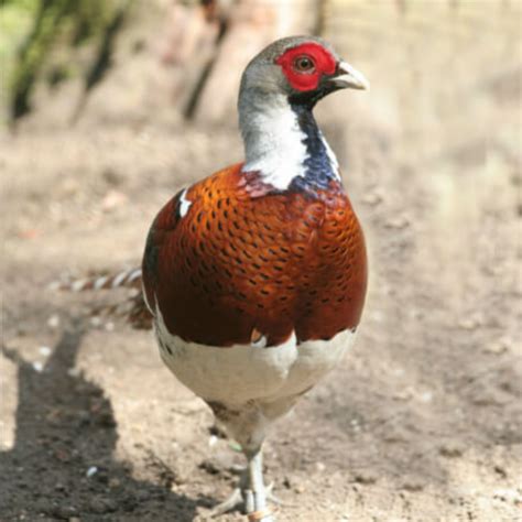 Elliot S Pheasant Adult Pair