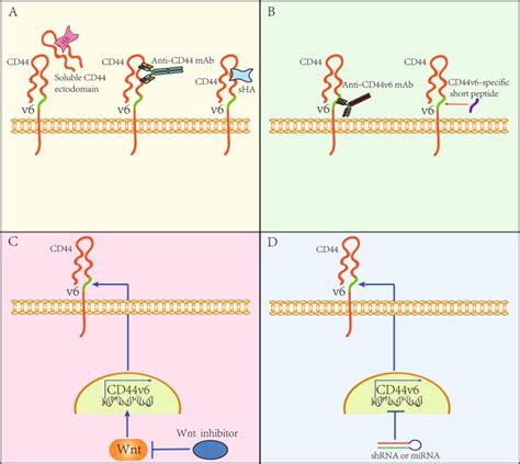 Cd44v6 Engages In Colorectal Cancer Progression Cell Death And Disease