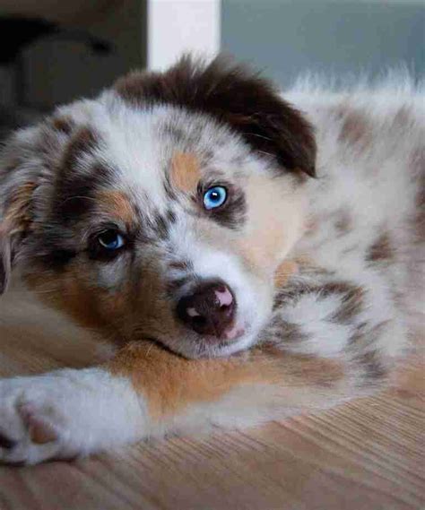 Top 10 Dog Breeds With Blue Eyes