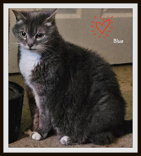 Cat For Adoption Blue Bonded W Maddie Russian Blue And Maine Coon Mixed Breed Gals A Russian