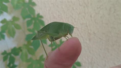 Tettigoniidae conhecido como Esperança YouTube