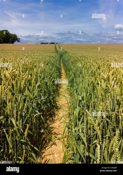 Path Through Wheat Field Hi Res Stock Photography And Images Alamy