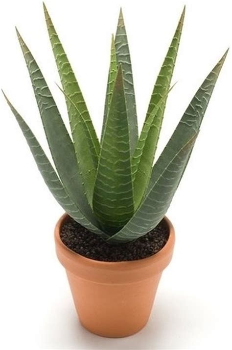 Emerald Kunstplant Aloe Vera Groen In Terracotta Pot Cm Bol