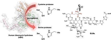 The Structurefunction Relationship Of Human Bleomycin Hydrolase