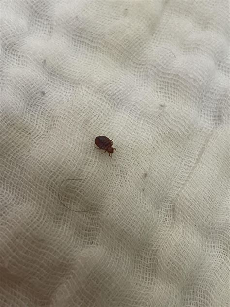 Whats this bug? : r/whatsthisbug