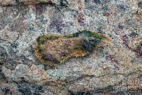 Antarctic Endolith Photograph By Arcady Zakharov Science Photo Library