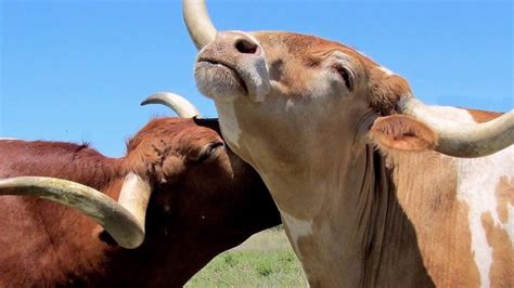 To save the planet, scientists figured out how to fix cow farts