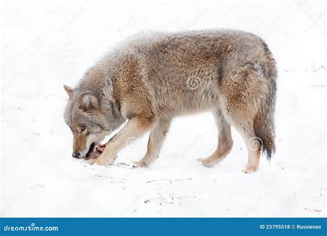 Wolf Eating Meat Royalty Free Stock Photos - Image: 23795518