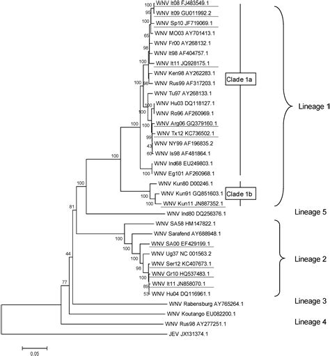 Viruses Free Full Text Differential Virulence And Pathogenesis Of