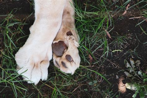 How Do You Treat A Dogs Broken Nail