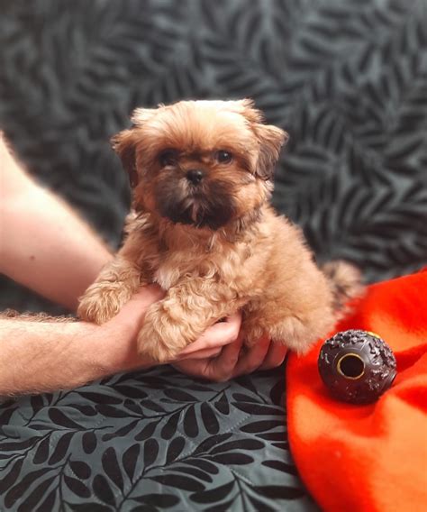 Suczka shih tzu z rodowodem Łódź Bałuty OLX pl