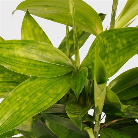 Dracaena Surculosa Cm