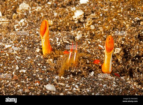 kona crab ranina ranina  burried   sand