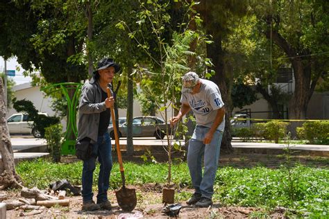 Inicia Reforestaci N De Espacios P Blicos En Lerdo El Siglo De Torre N