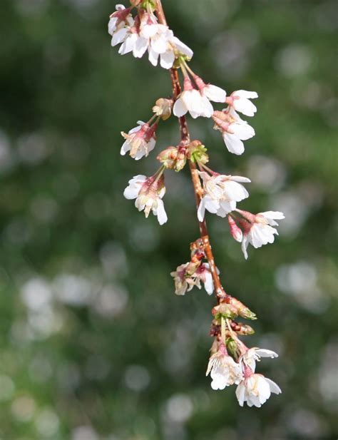 Boise Daily Photo Garden Shot: Weeping Cherry Blossom