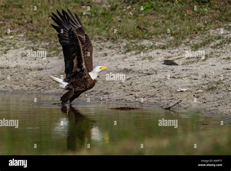 Bald Eagle Flying Stock Photo - Alamy