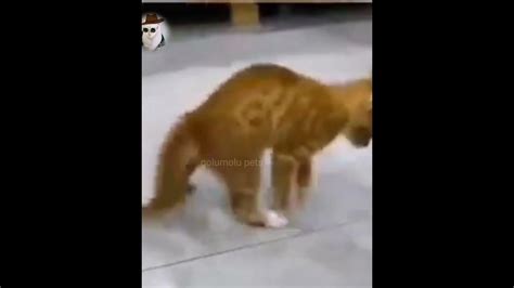 Cat Dance 😸 Cat Funny Dance Funny Cat Shorts Youtube