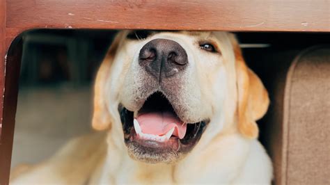 Can A Labrador Be A Guard Dog Protective Behaviors Of Labs Labrador Wise