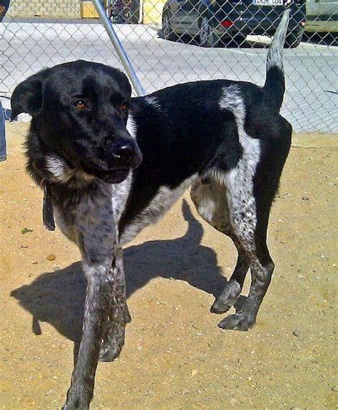 Noble Galgo Pinto Mestizo De Labrador De 8 Meses Madrid Urgente