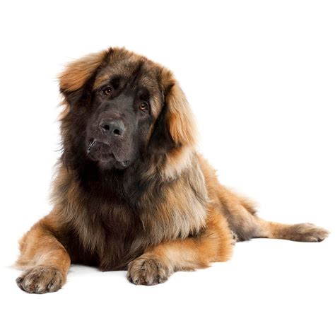 Leonberger Black Atelier Yuwaciaojp