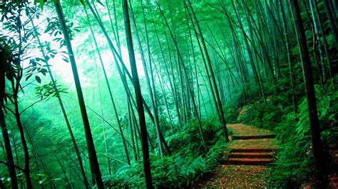 Bamboo Forest HD Wallpapers - Top Free Bamboo Forest HD Backgrounds - WallpaperAccess