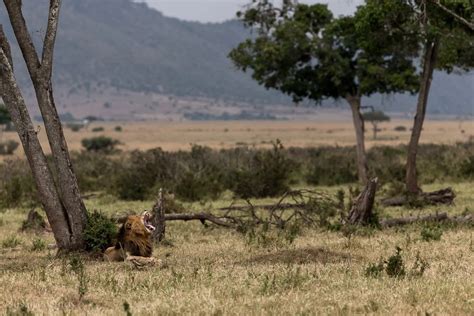 Scarface The Lion The Masai Mara Legend