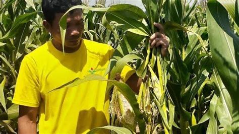 Hama Tikus Serang Tanaman Jagung Di Tuban Petani Terancam Gagal Panen