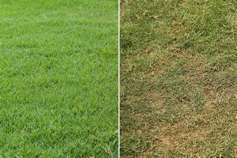 Bermuda Grass Vs Zoysia Key Differences