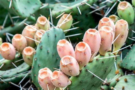 How To Grow And Care For Eastern Prickly Pear Cactus