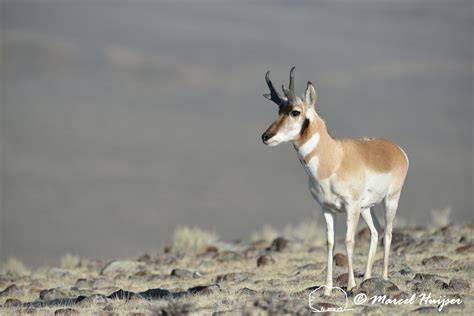 Marcel Huijser Photography Montana Wildlife Pronghorn Antilocapra