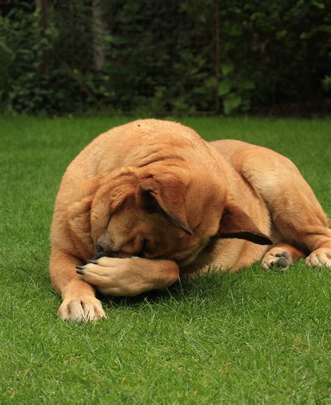 Can Cigarette Smoke Cause Allergies In Dogs