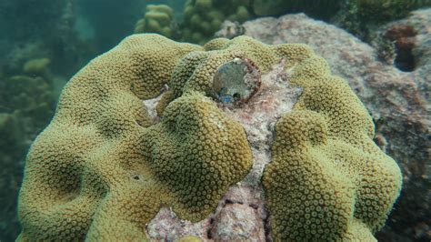 Surprising Discovery About Corals Resilience Could Help Reefs Survive