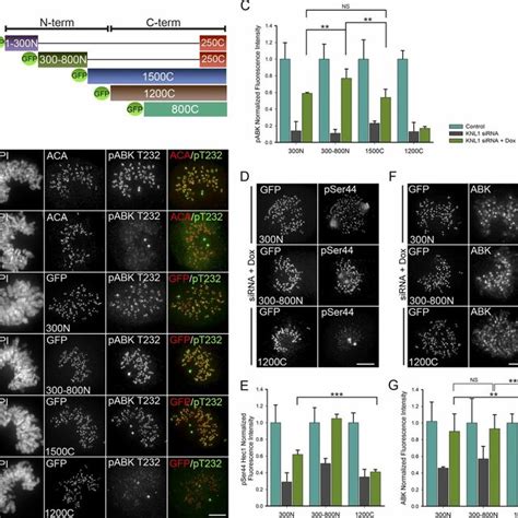 The N Terminus Of Knl Promotes Aurora B Activity A Schematic Of