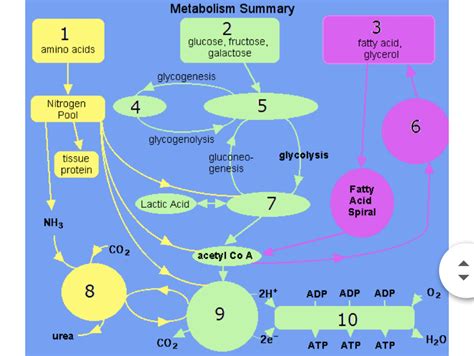 Answered Metabolism Summary 3 Glucose Fructose Bartleby