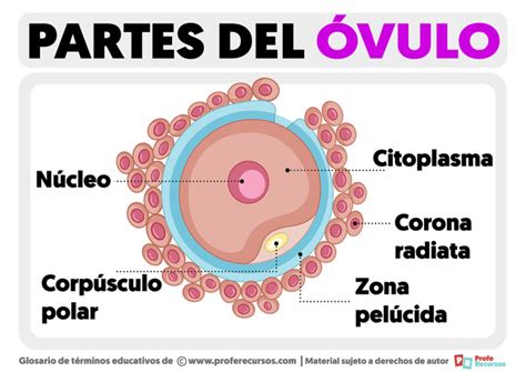 Partes Del Vulo Estructura Del Vulo