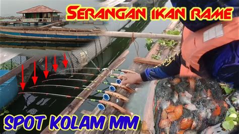 SERANGAN IKAN RAME SPOT KOLAM MM MANCING KJA CIRATA TERBARU MINGGU