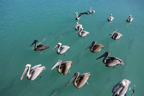 Banco De Imagens Mar Agua Asa Pelicano Ave Marinha Viagem