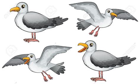 Seagull Clipart in Animal - 59 cliparts