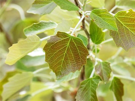 Poplar Outbreak Leaf Sheet - Free photo on Pixabay - Pixabay