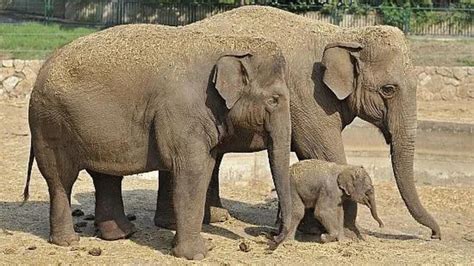 Elefoa Ou Elefanta Qual O Feminino De Elefante