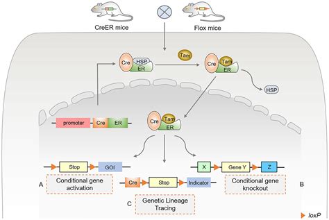 Cre LoxP Mediated Genetic Lineage Tracing Unraveling Cell Fate And