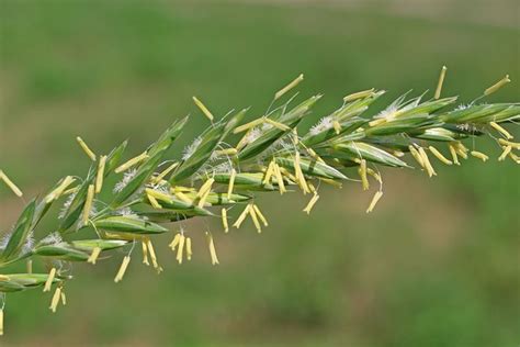 Lolium Perenne Consejos Para Mi Huerto