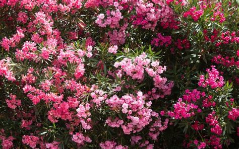 Quel Engrais Naturel Choisir Pour Un Laurier Rose