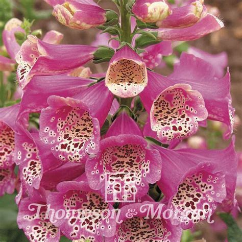 Digitalis Purpurea Camelot Rose Gants De Berg Re Gant De Notre Dame