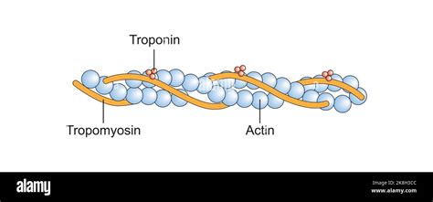 Actin Filament Structure