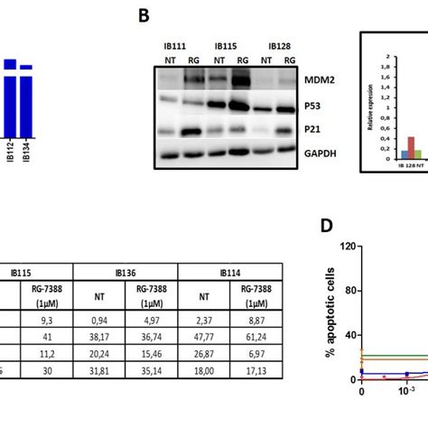 A Western Blot Analysis Of P53 Proteins Pathway In Ib115 Cell Line Download Scientific Diagram