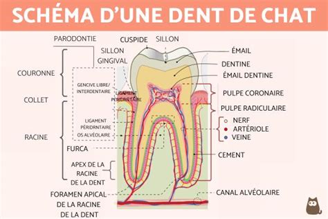 Ntroduire Imagen Formule Dentaire Chat Fr Thptnganamst Edu Vn